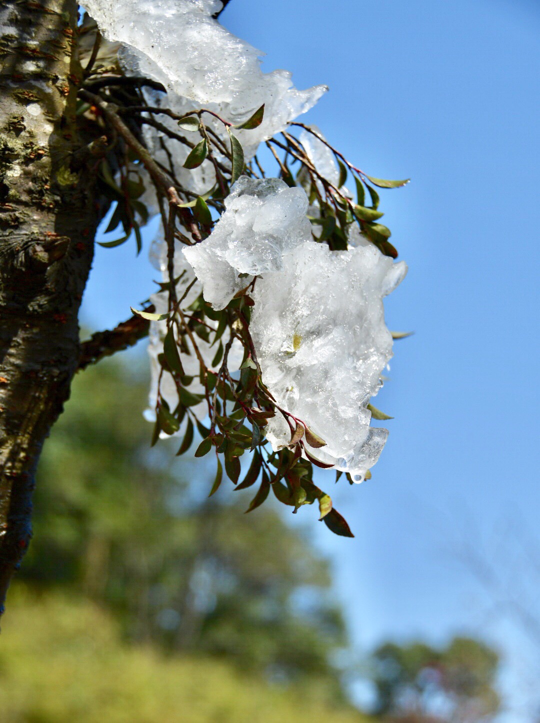 樱花流泪李花飘雪从化区一日游