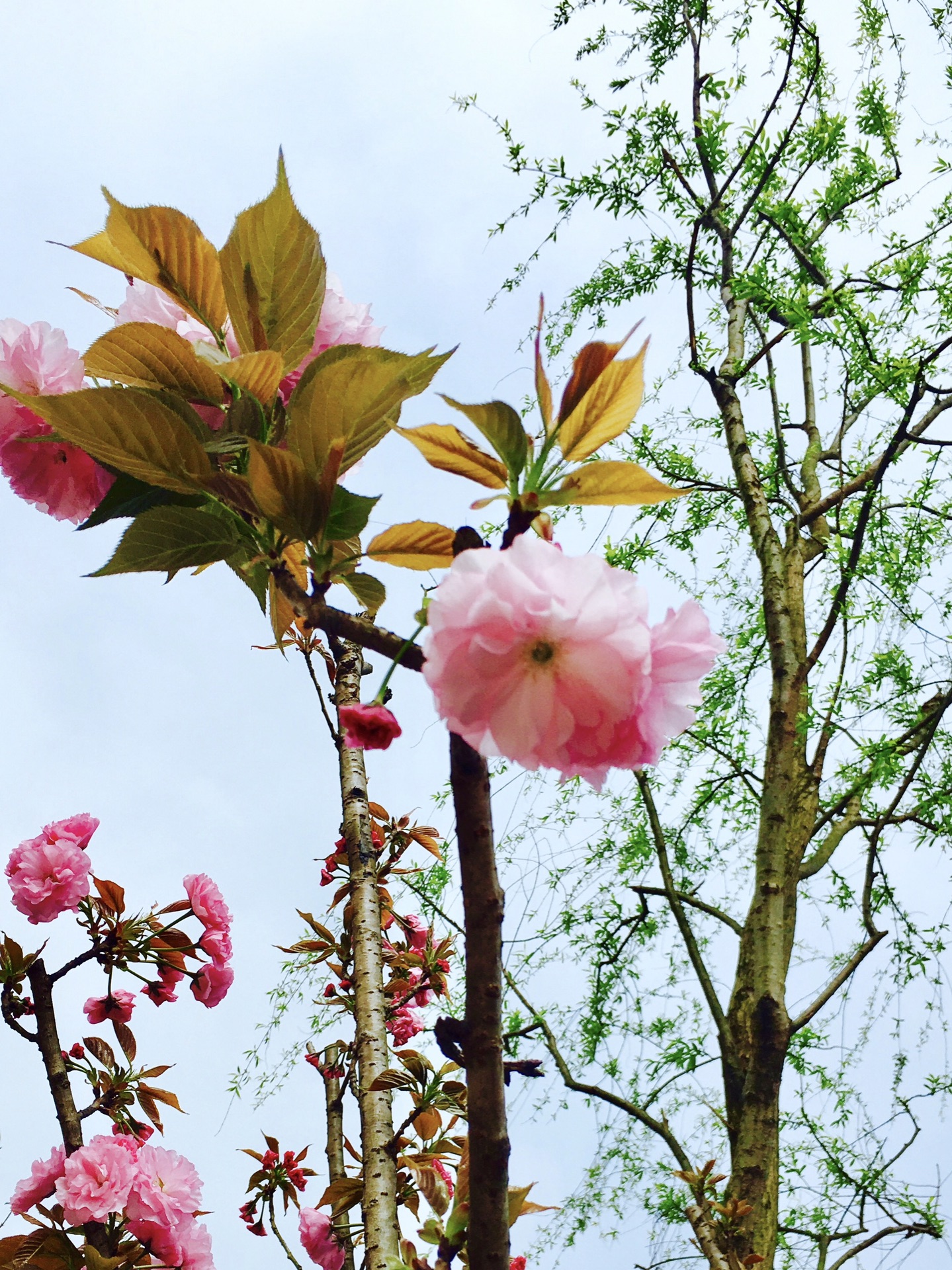 哪一朵春光是你放飞的纸鸢