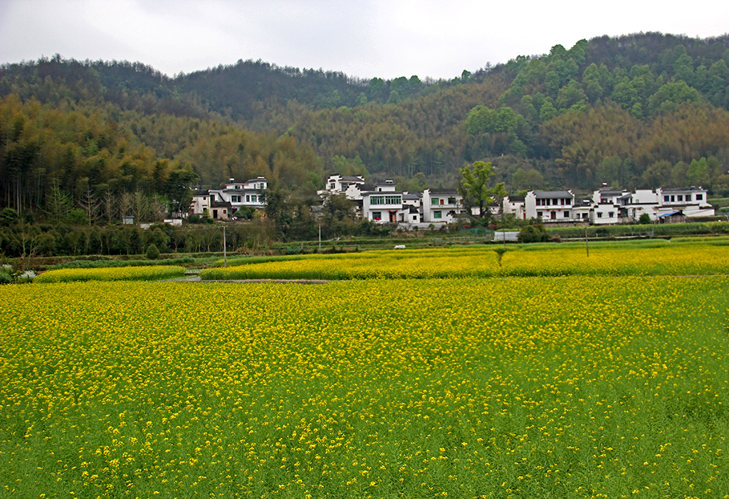 三大爺帶我遊安徽 (五)靈山村