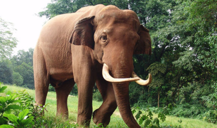 老挝琅勃拉邦香格里寮大象营一日游【深度体验 亲近自然】