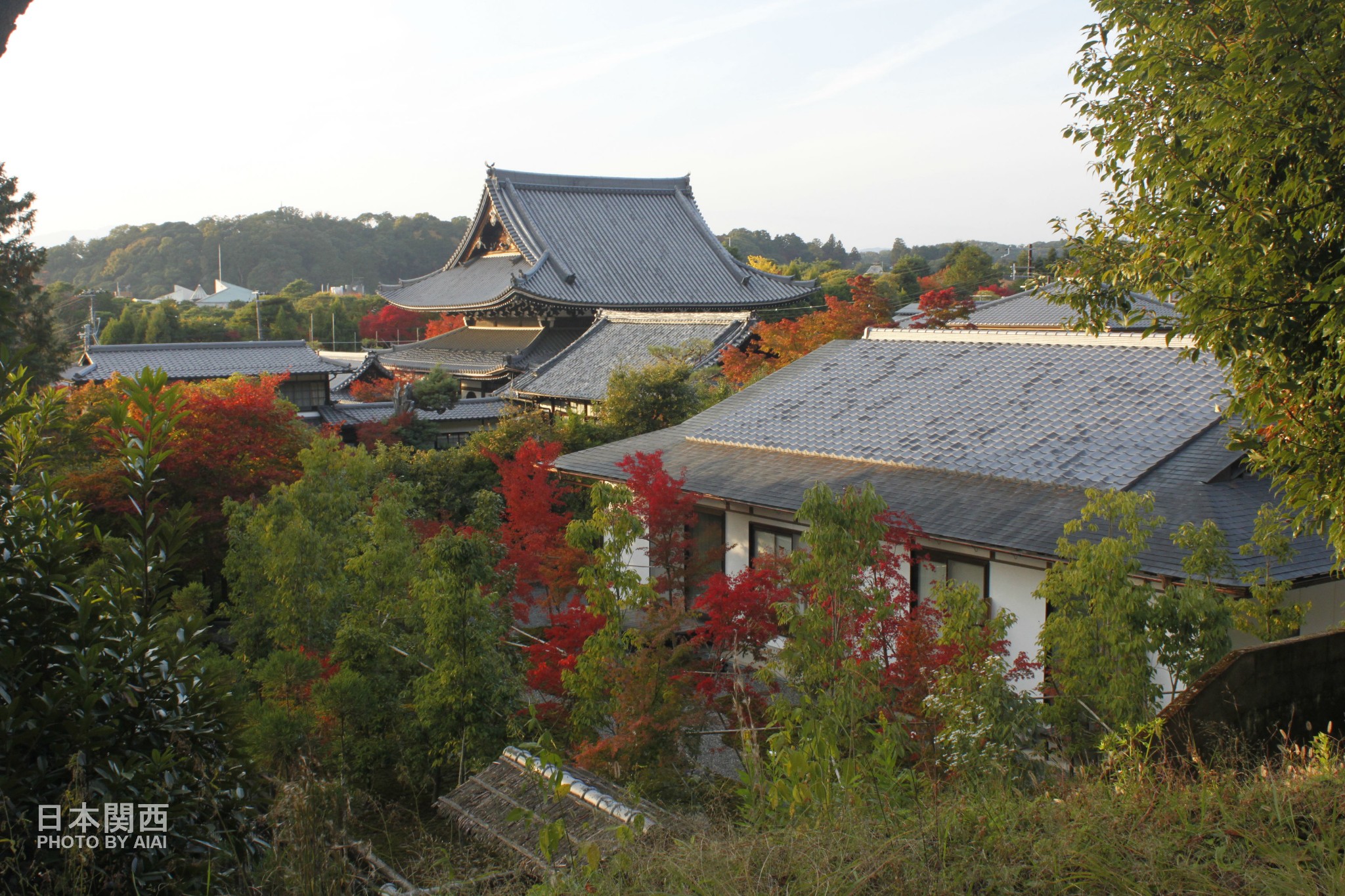 一城五寺三神社,赏枫戏鹿醉秋色———记日本关西大阪/京都/奈良/姬路