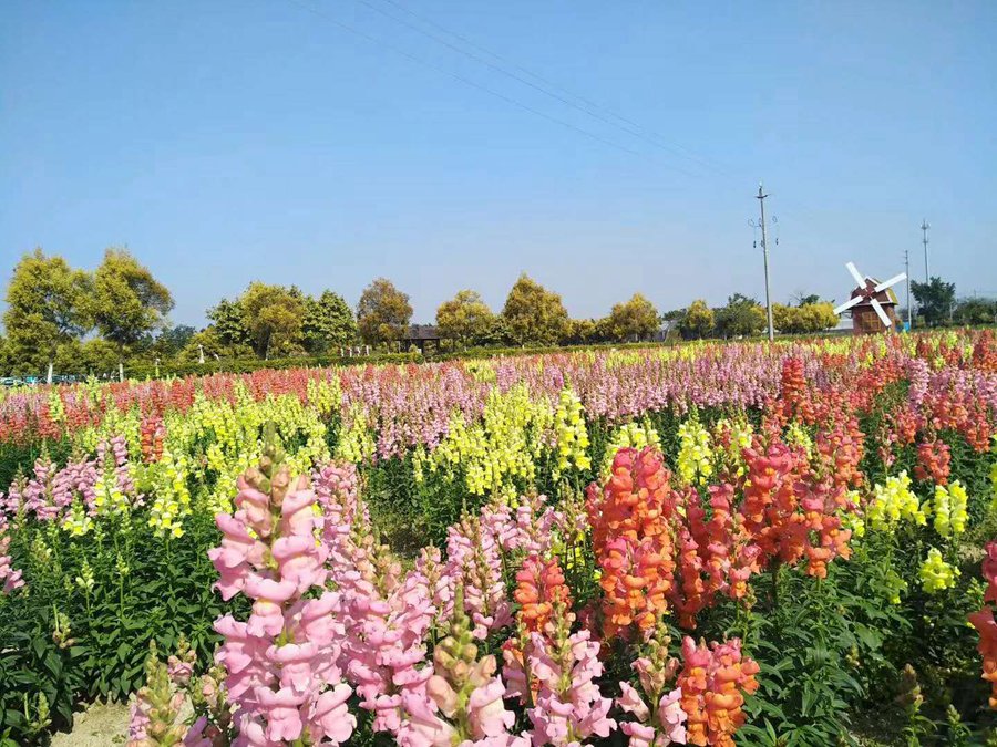 【出票快】花都香草世界(親子 賞花)