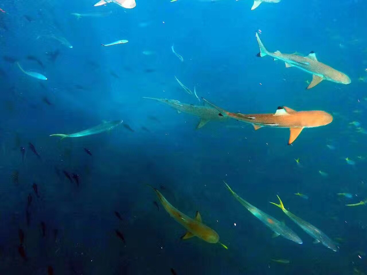 wKgBEFrfXlCALSC_AAHF-AqhxzU50.jpeg?imageView2%2F2%2Fw%2F680%2Fq%2F90%7CimageMogr2%2Fstrip%2Fquality%2F90