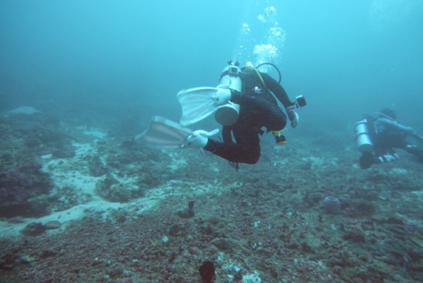 我在菲律宾潜水-海豚湾迎接2018