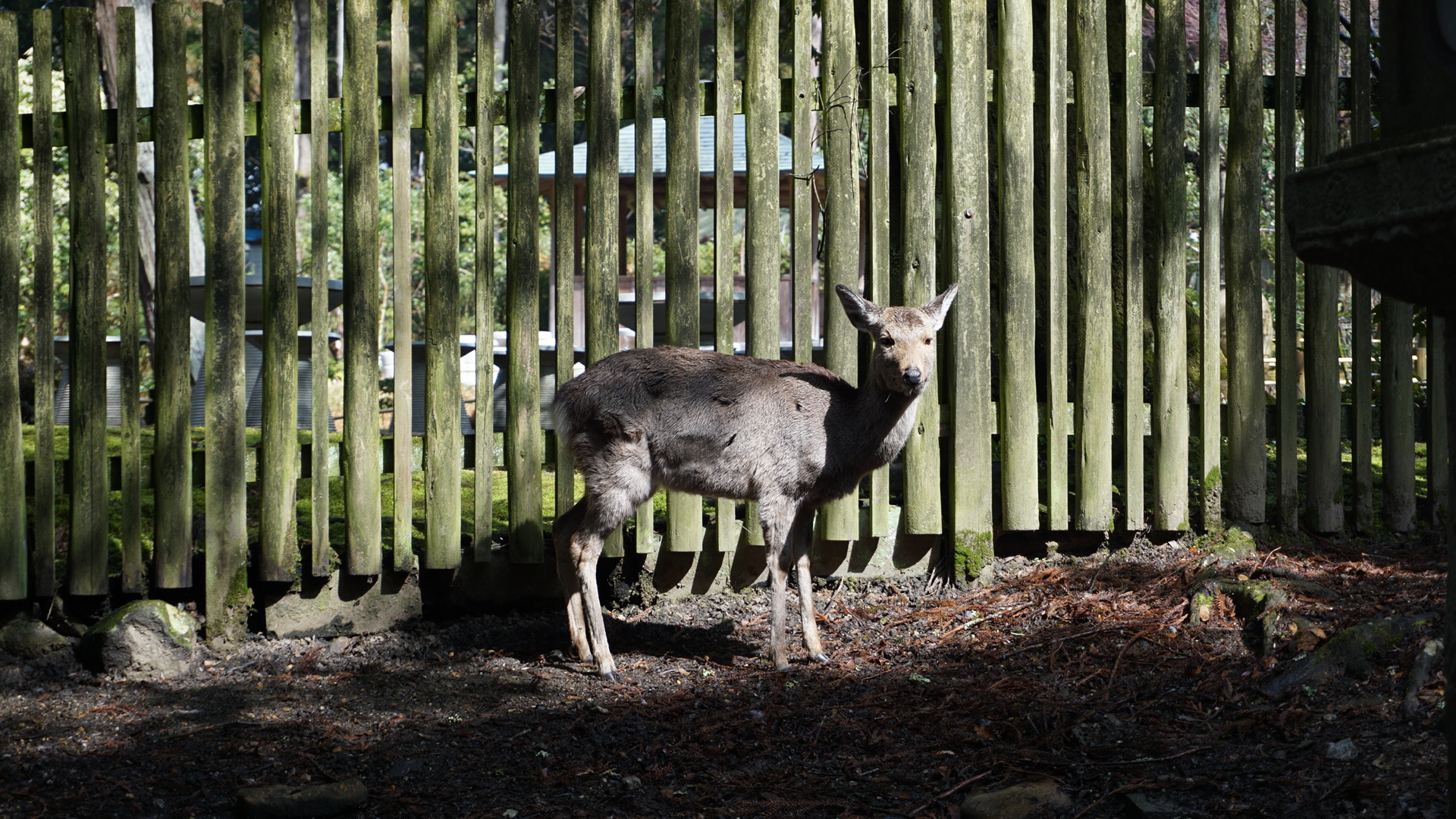 冬天奈良公园还有小鹿吗 马蜂窝问答