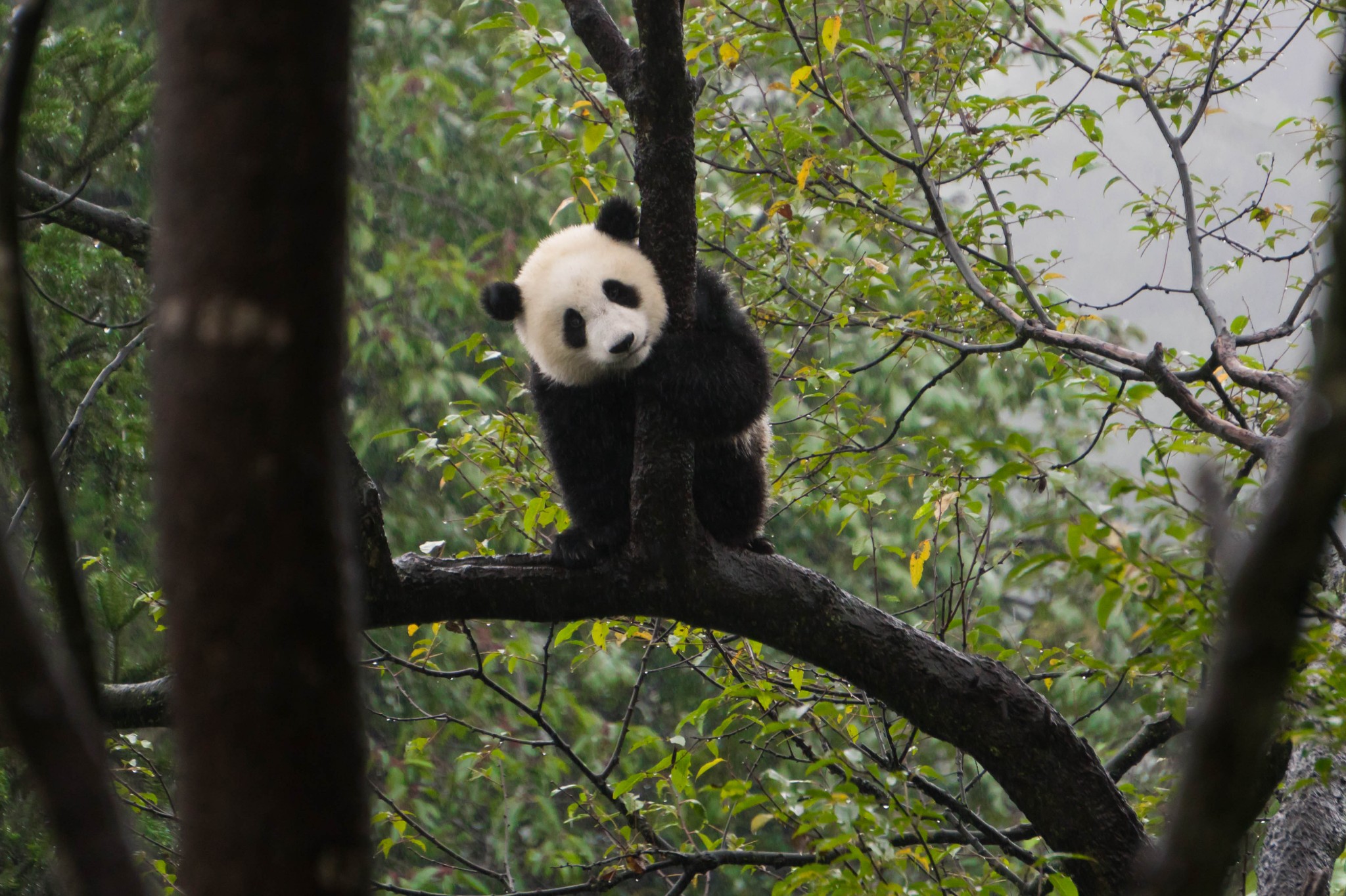 china BiFengXia Panda center