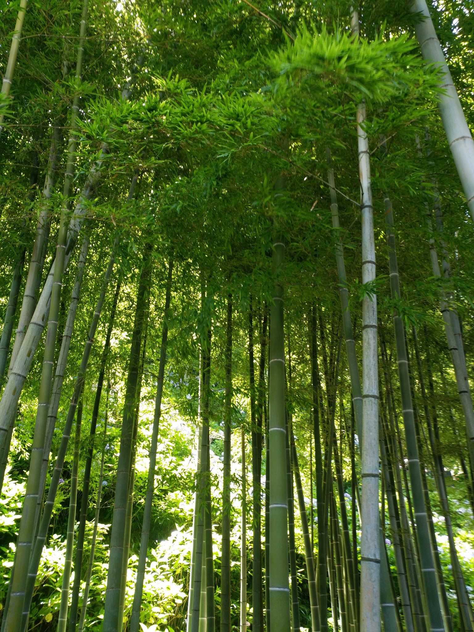 東京自助遊攻略