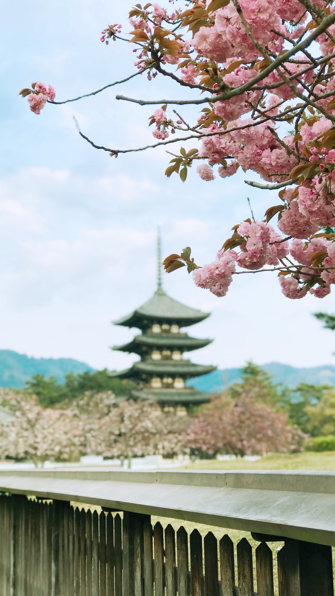 京都自助遊攻略