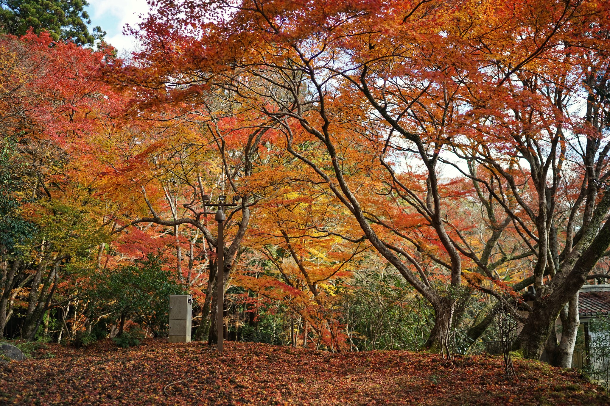 京都自助遊攻略