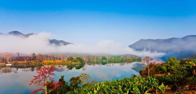 寶山木棉園和七叉鎮木棉觀景臺都是梯田木棉景觀