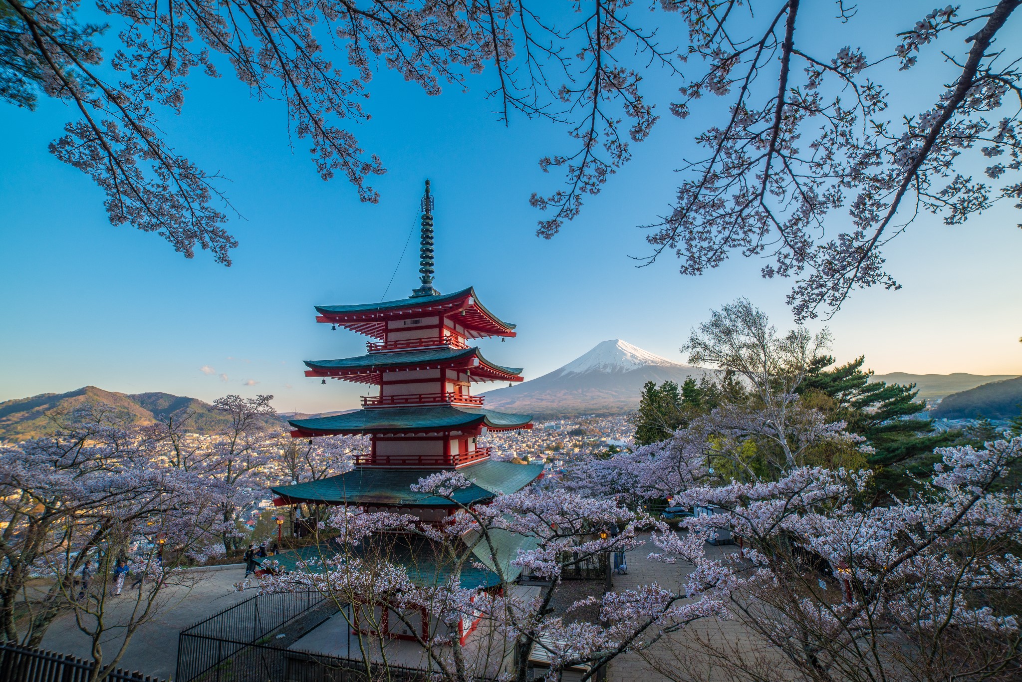 春の风物诗 - 关东富士五湖,伊豆,东京9日