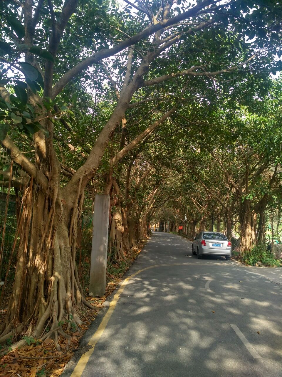 回复游记:深圳城市绿化的绝对功臣——榕树