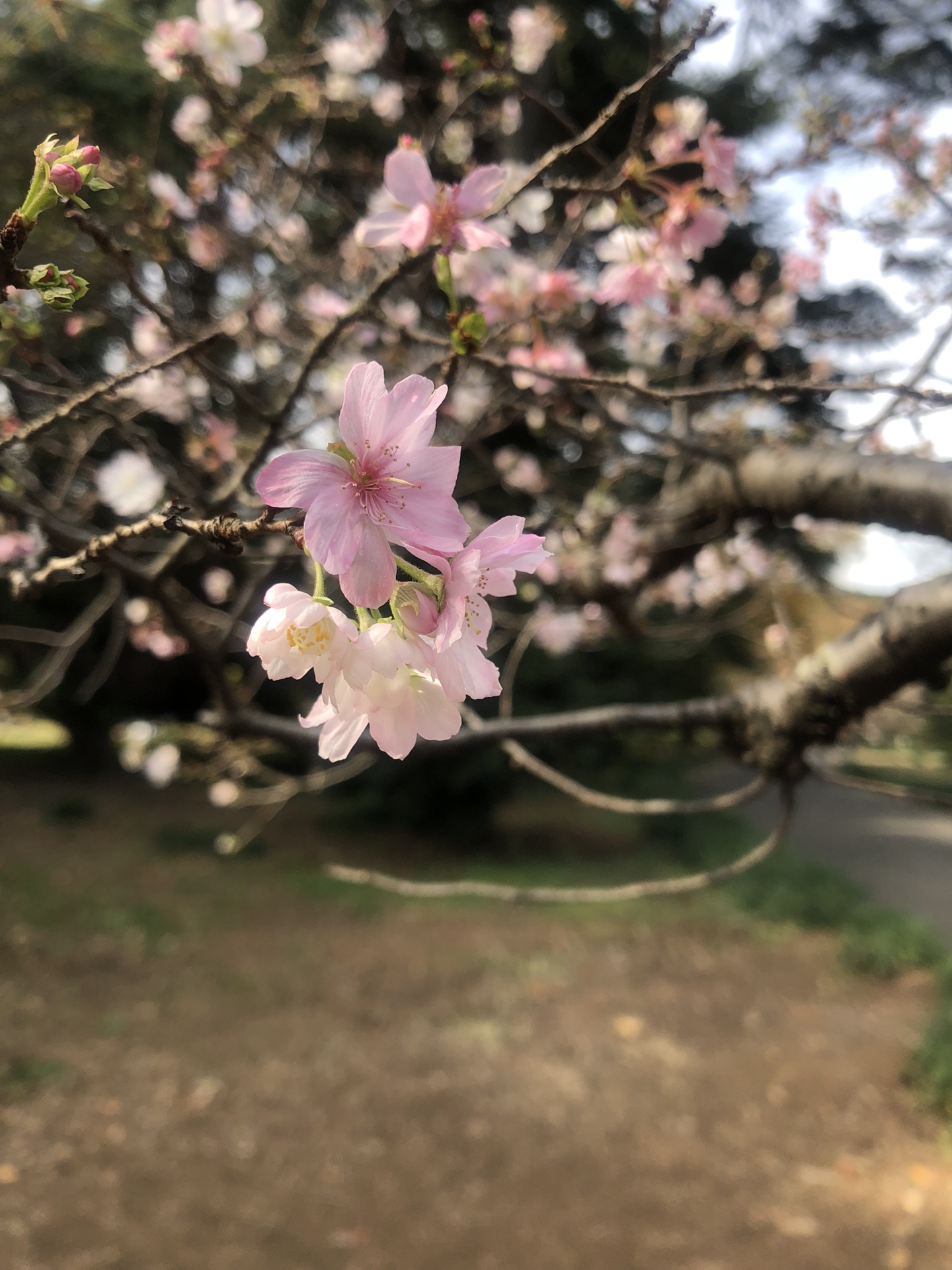 東京自助遊攻略