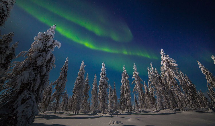 芬兰萨利色尔卡冰雪森林驯鹿雪橇追极光半日游含当地热饮酒店接送
