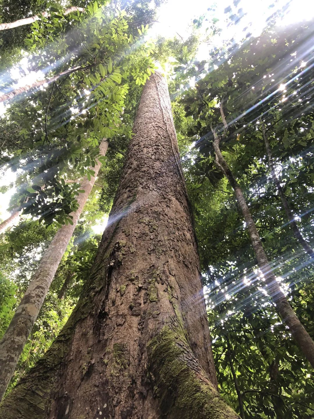 站在树下完全看不到树顶!