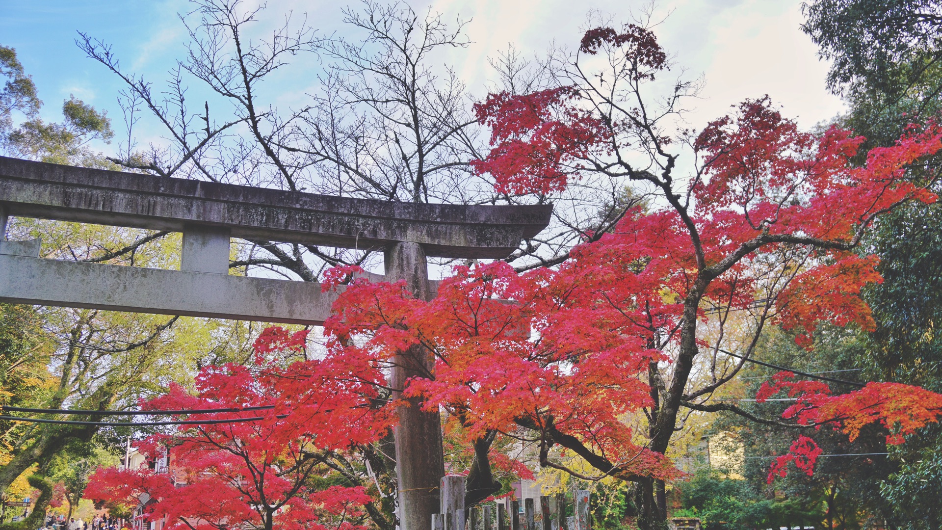 京都自助遊攻略