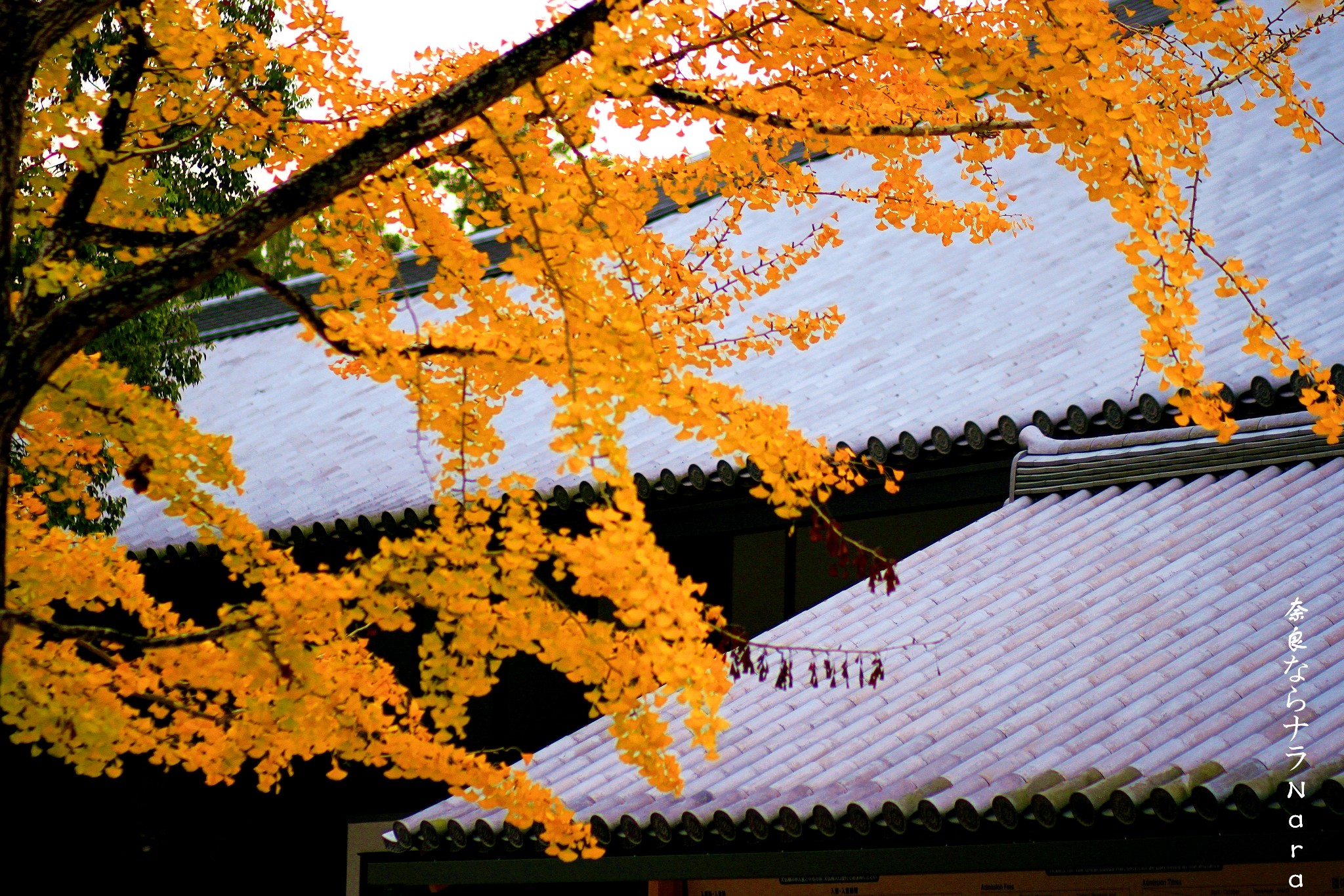 京都自助遊攻略