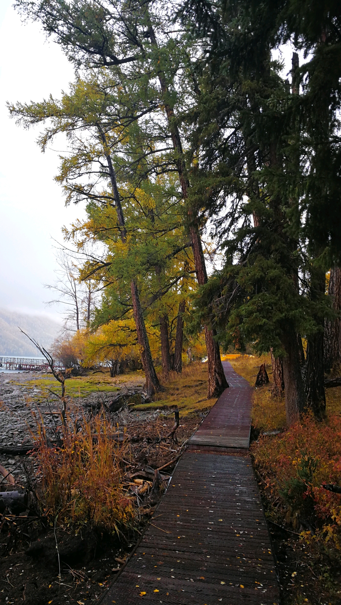 泰加林廊道雨中行