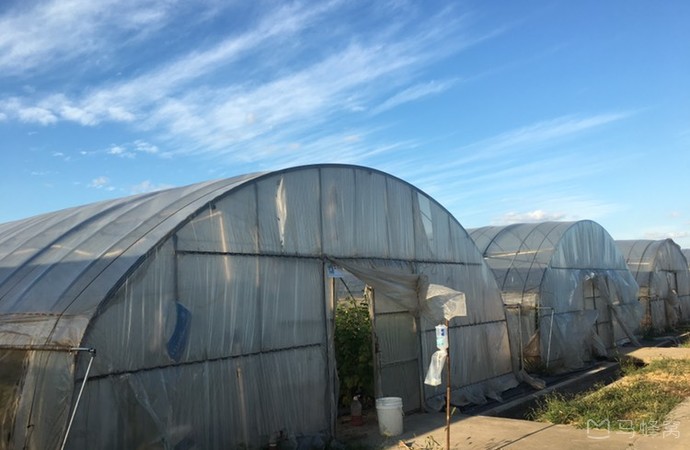 曹路草莓园旅游图片,曹路草莓园自助游图片,曹路草莓园旅游景点照片