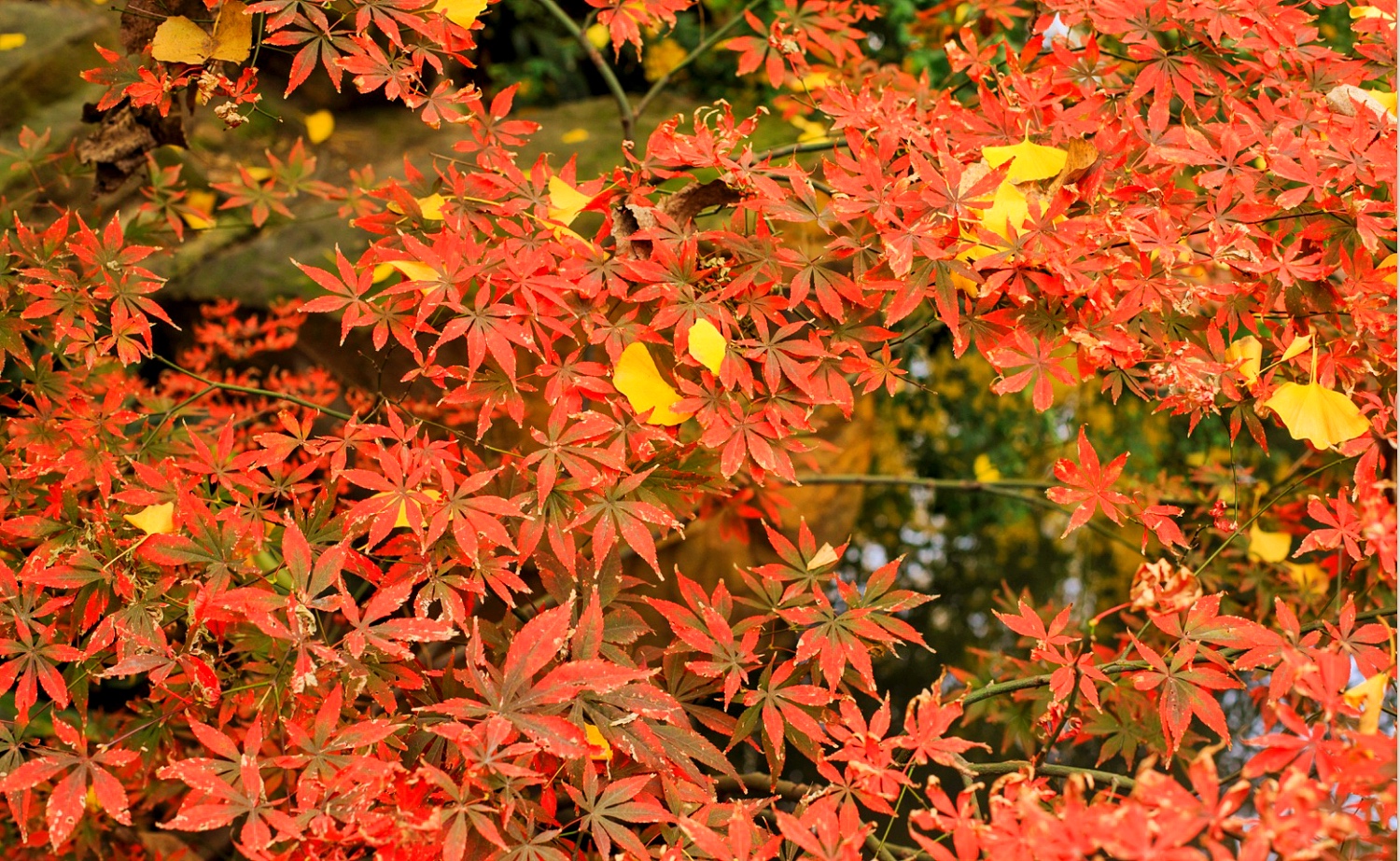 紅葉谷在哪裡?