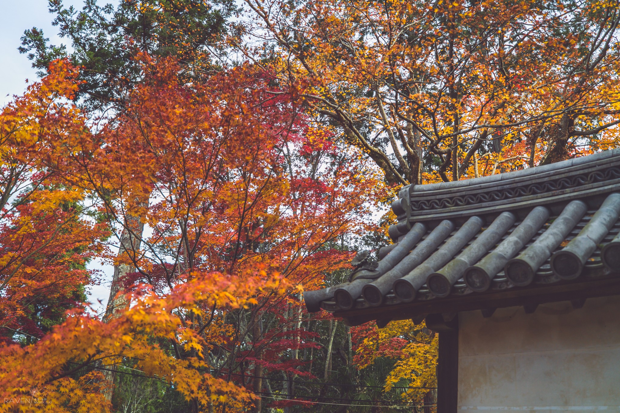 京都自助遊攻略