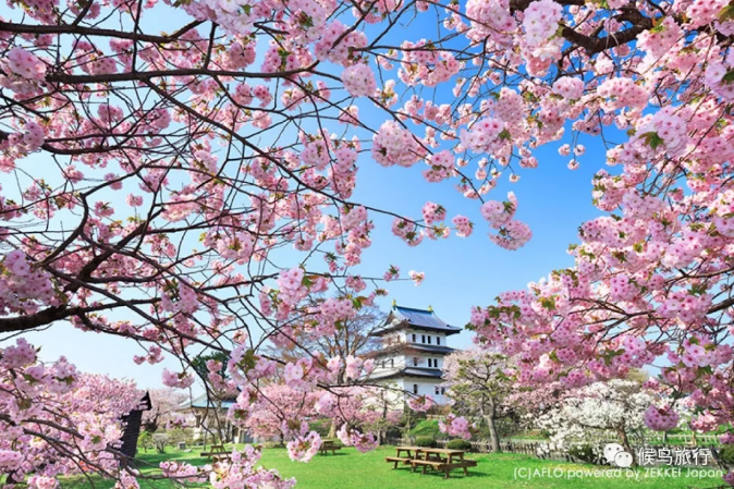 2019樱前线,24处日本最美赏樱地花期预测