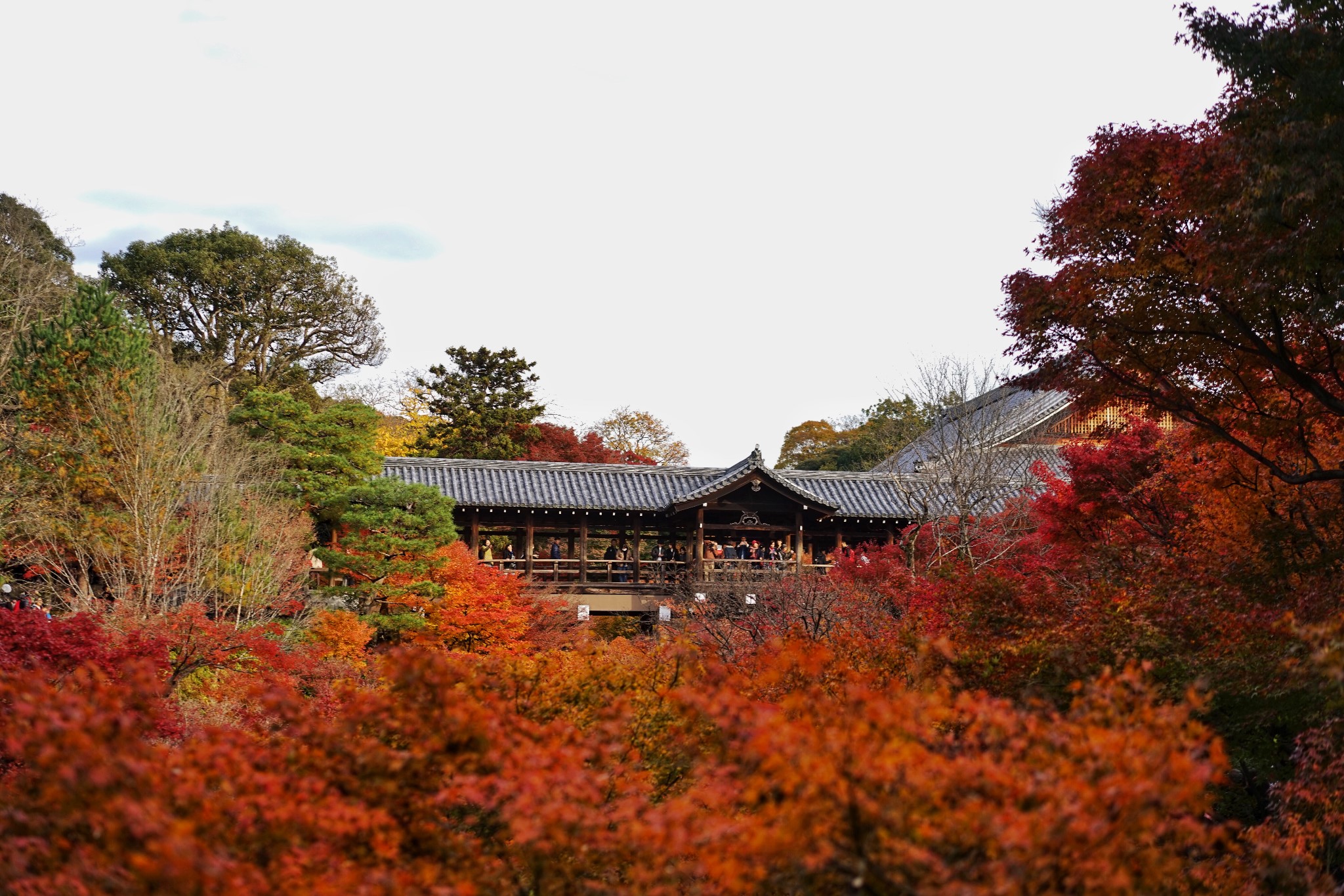 京都自助遊攻略