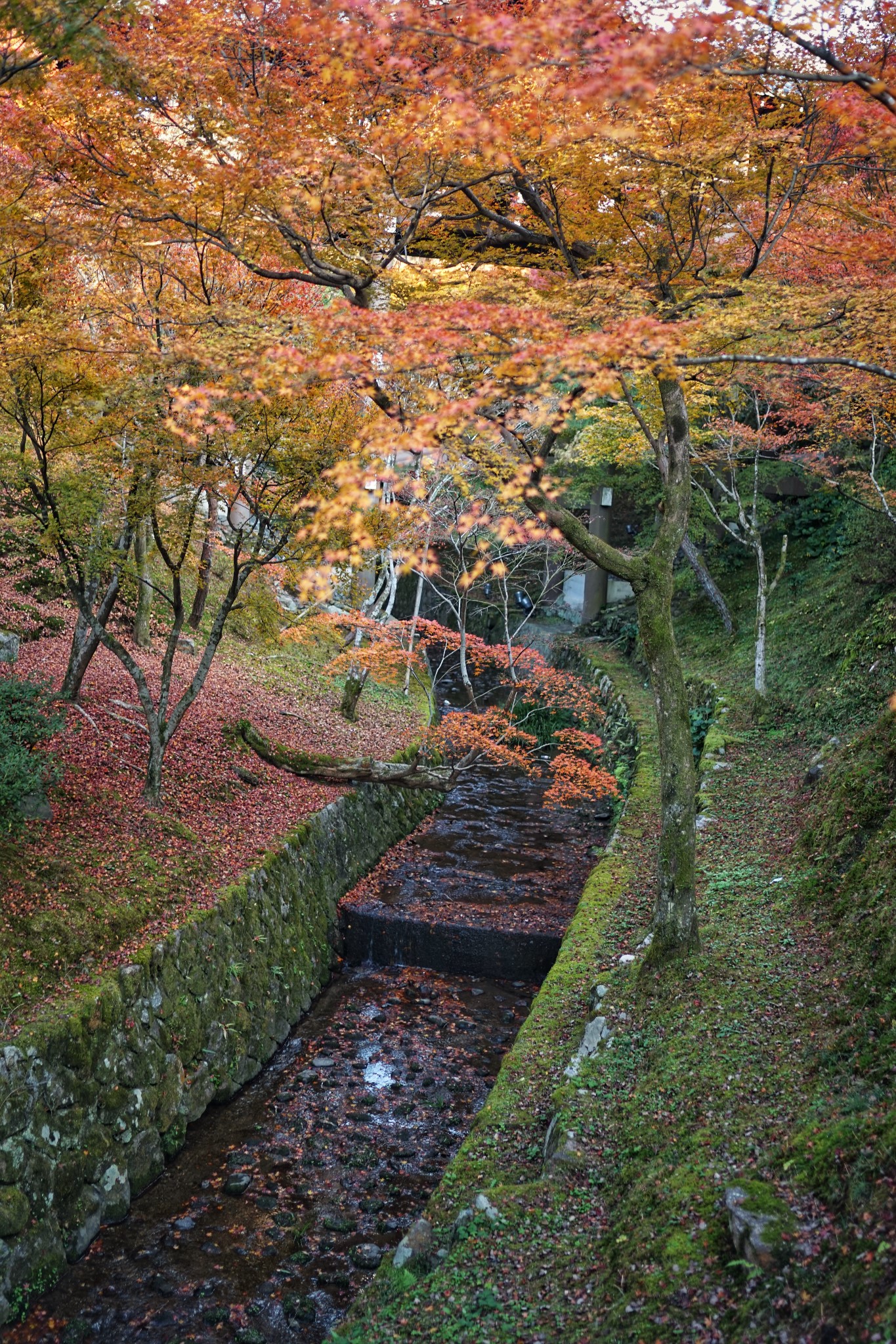 京都自助遊攻略