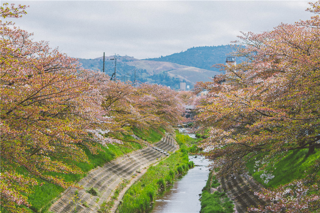 京都自助遊攻略