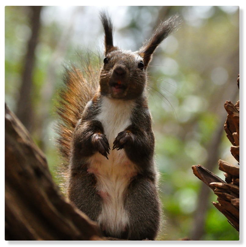 走着走着,还有可能会碰见野生的北海道松鼠(虾夷松鼠)