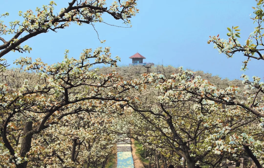 獨山紫林山森林公園獨山森林的鬱金香多是從荷蘭引進的,每當花