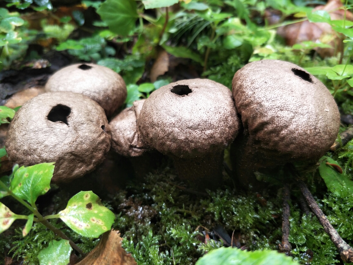 雨崩自助遊攻略