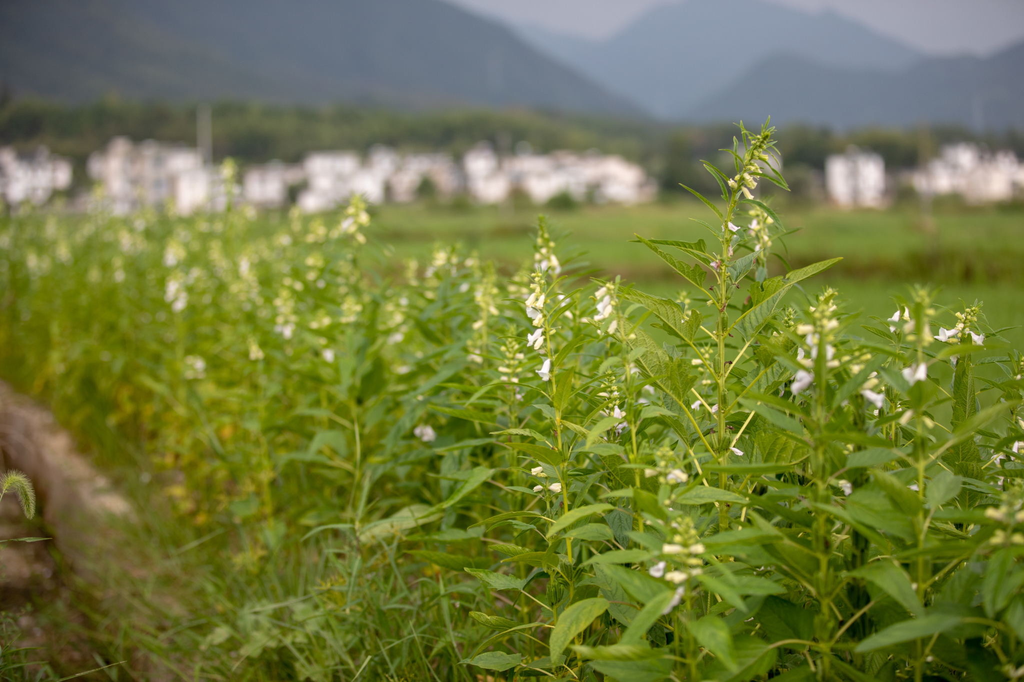 黃山自助遊攻略