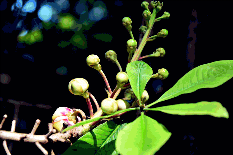 靠近赤道的塞舌尔,雨水阳光非常充足,于是这里的植被茂盛,国家植物园