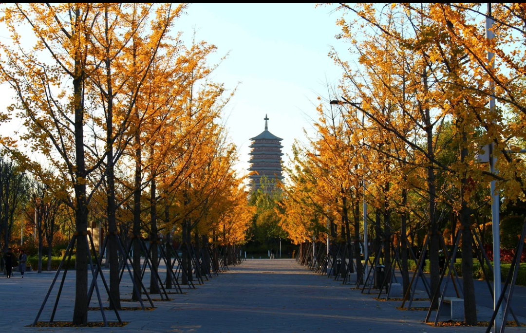                园博园大道 by