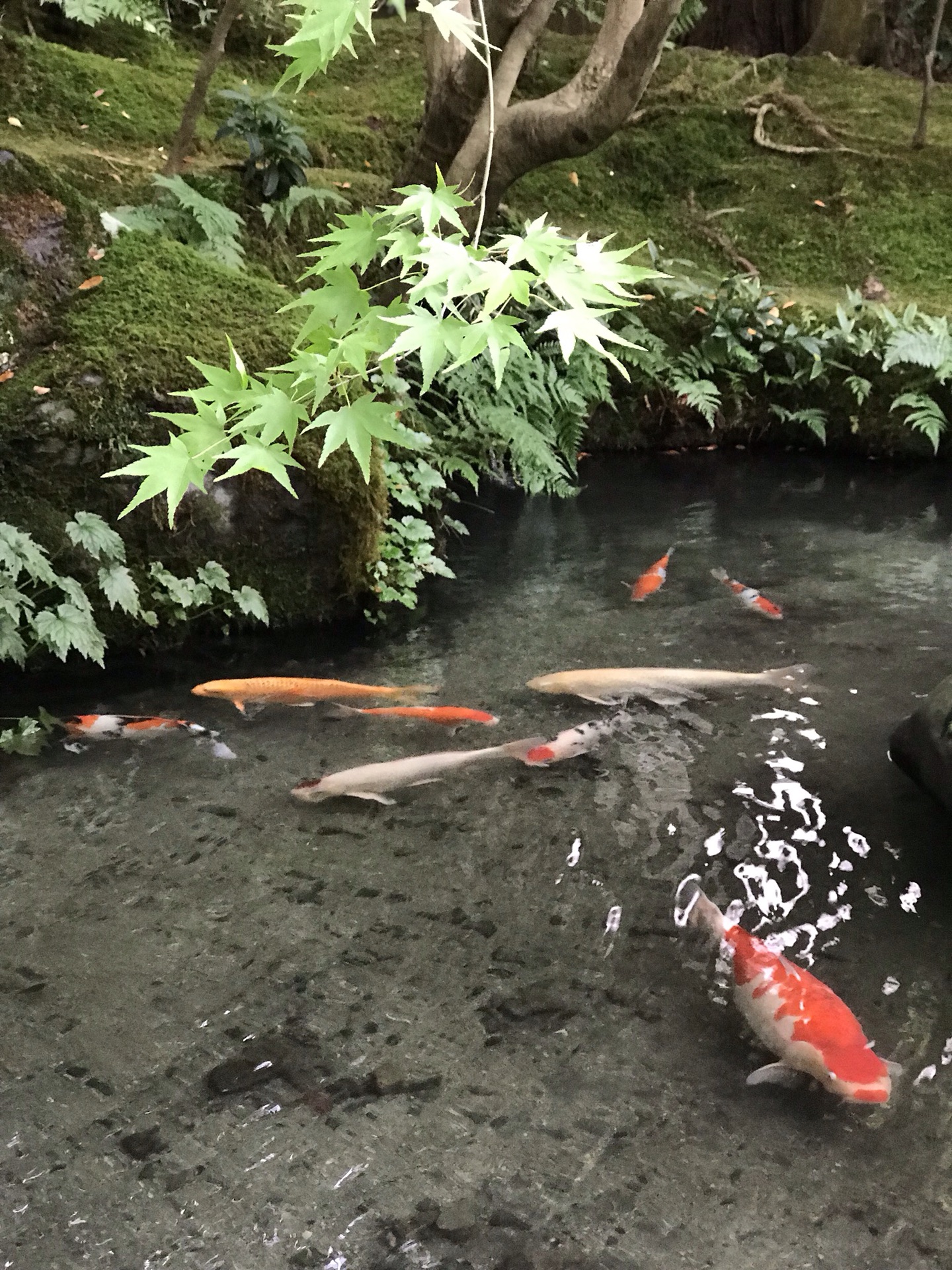 日本自助遊攻略