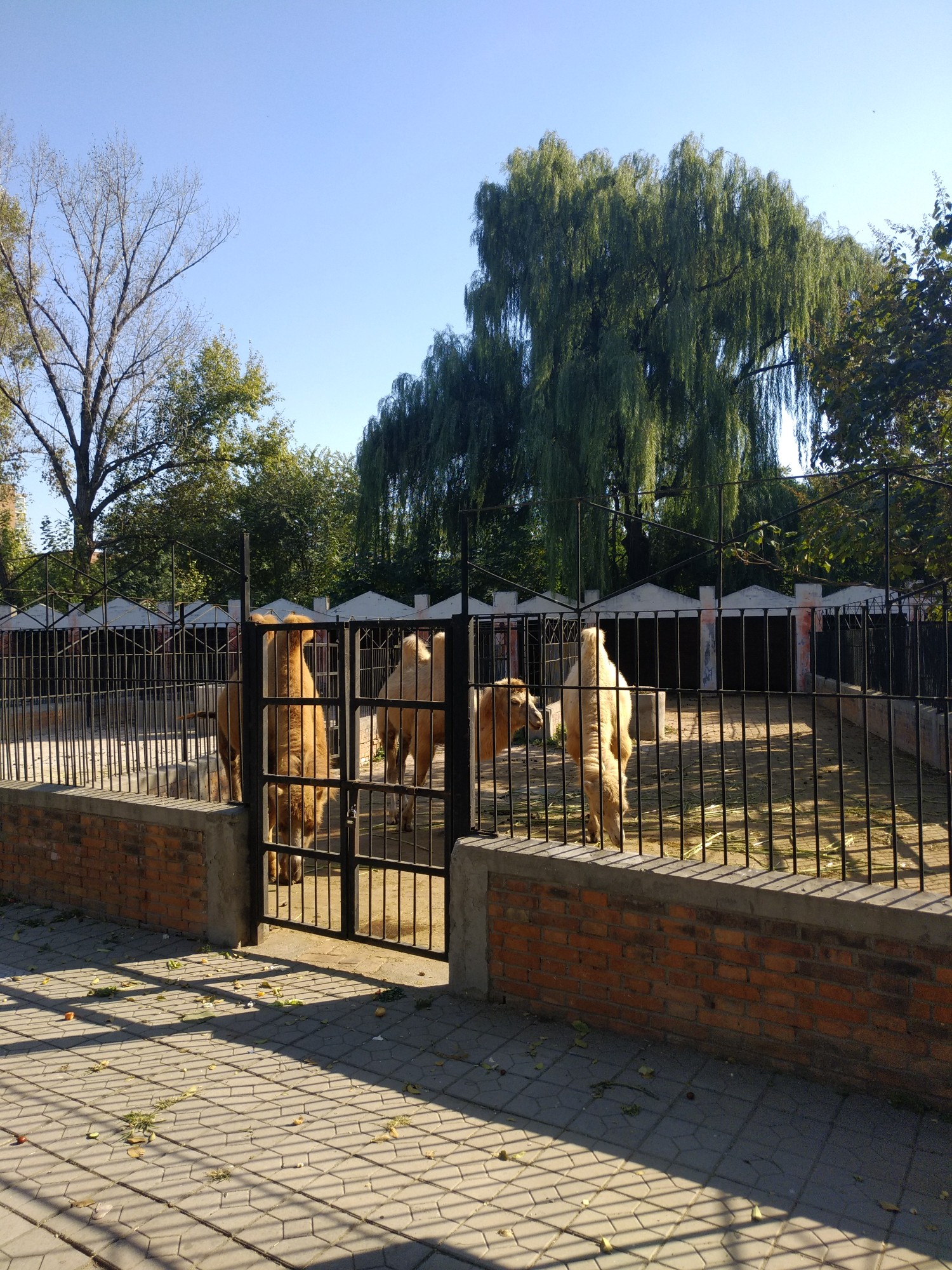 保定動物園神奇之旅