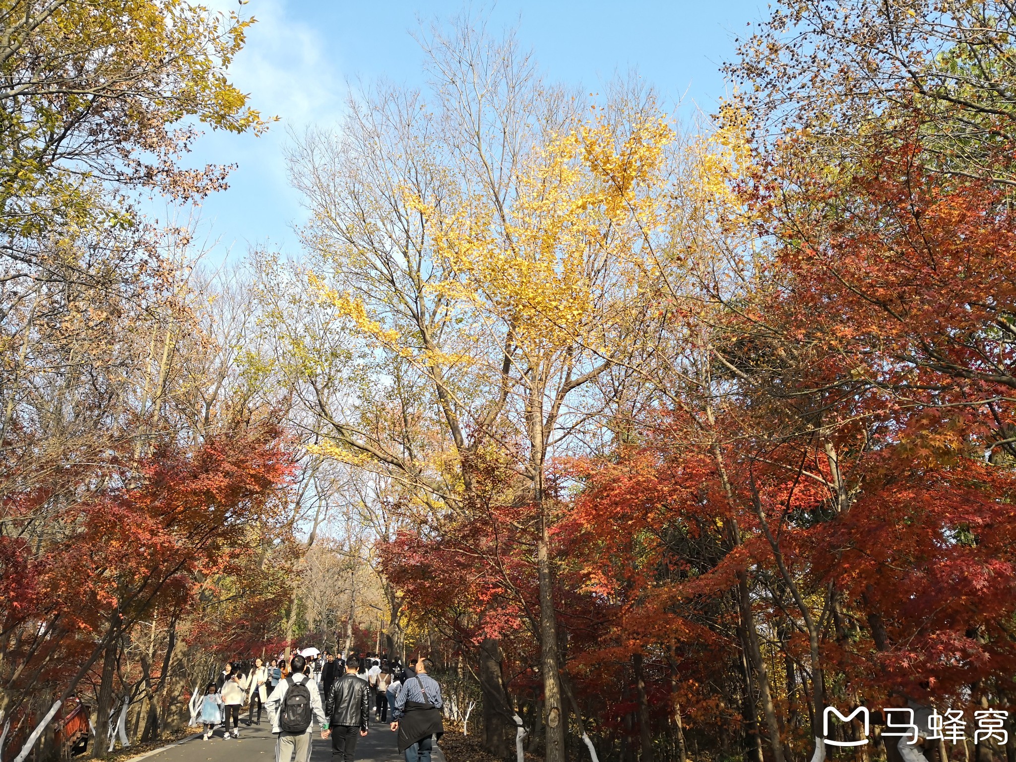 棲霞,紅葉瘋了--秋天遊覽南京棲霞山(三)