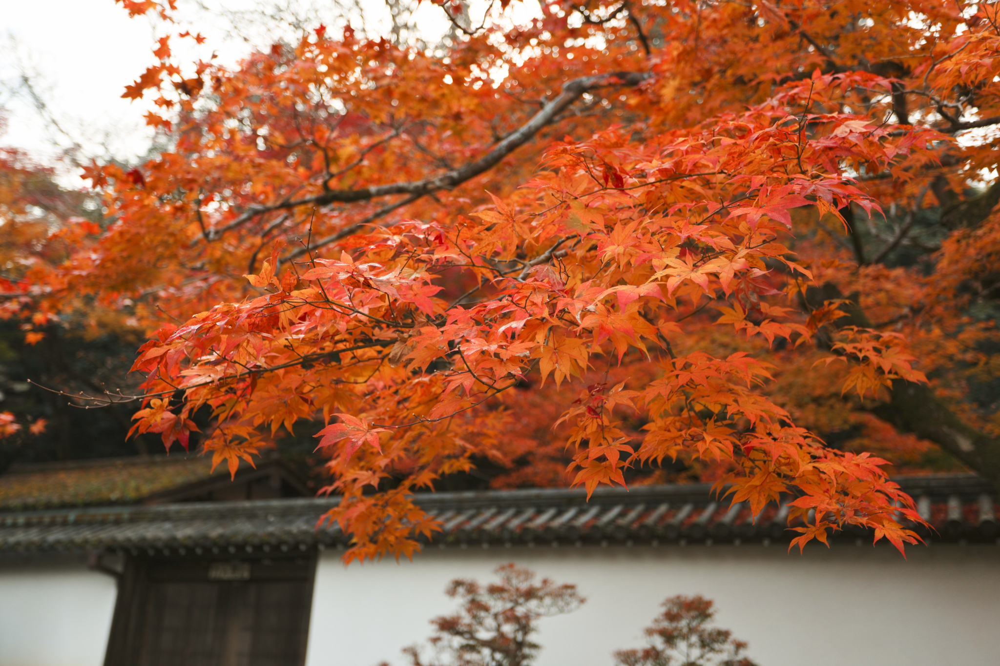 京都自助遊攻略