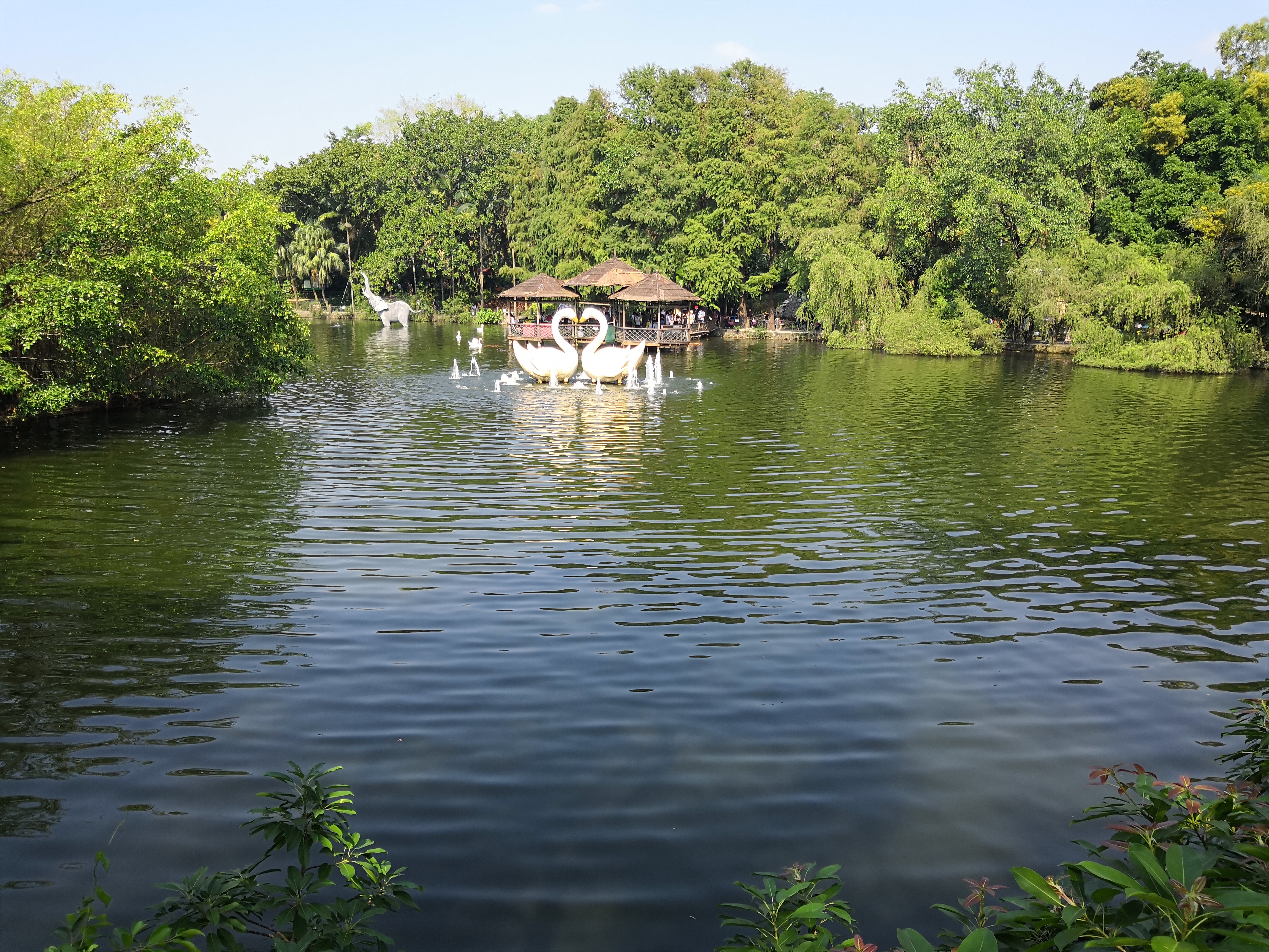 深圳市野生动物园天鹅湖