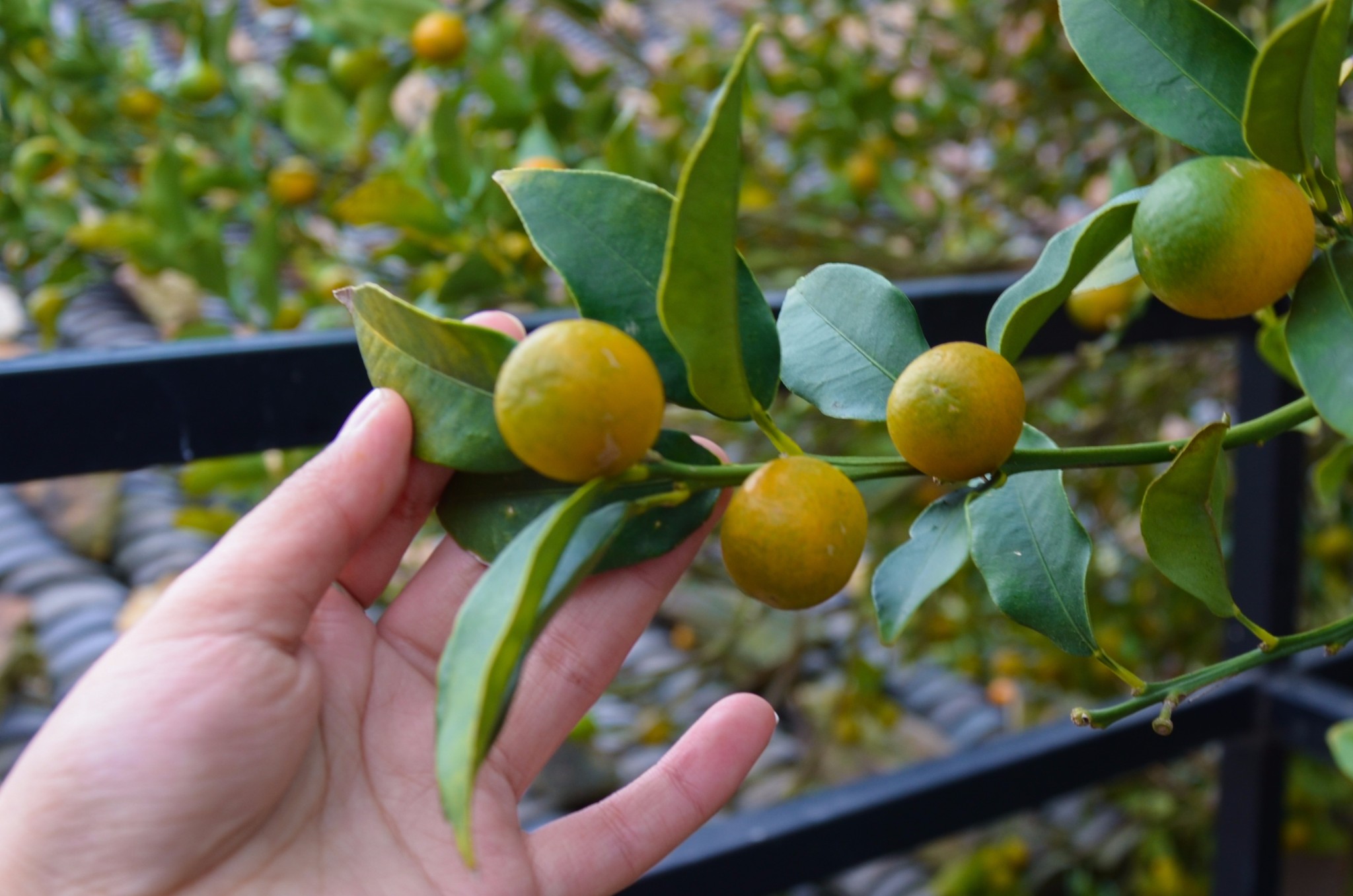 这里还一直种着金钱橘,听管家说在修民宿之