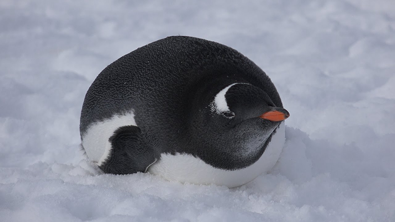             gentoo penguin 金图