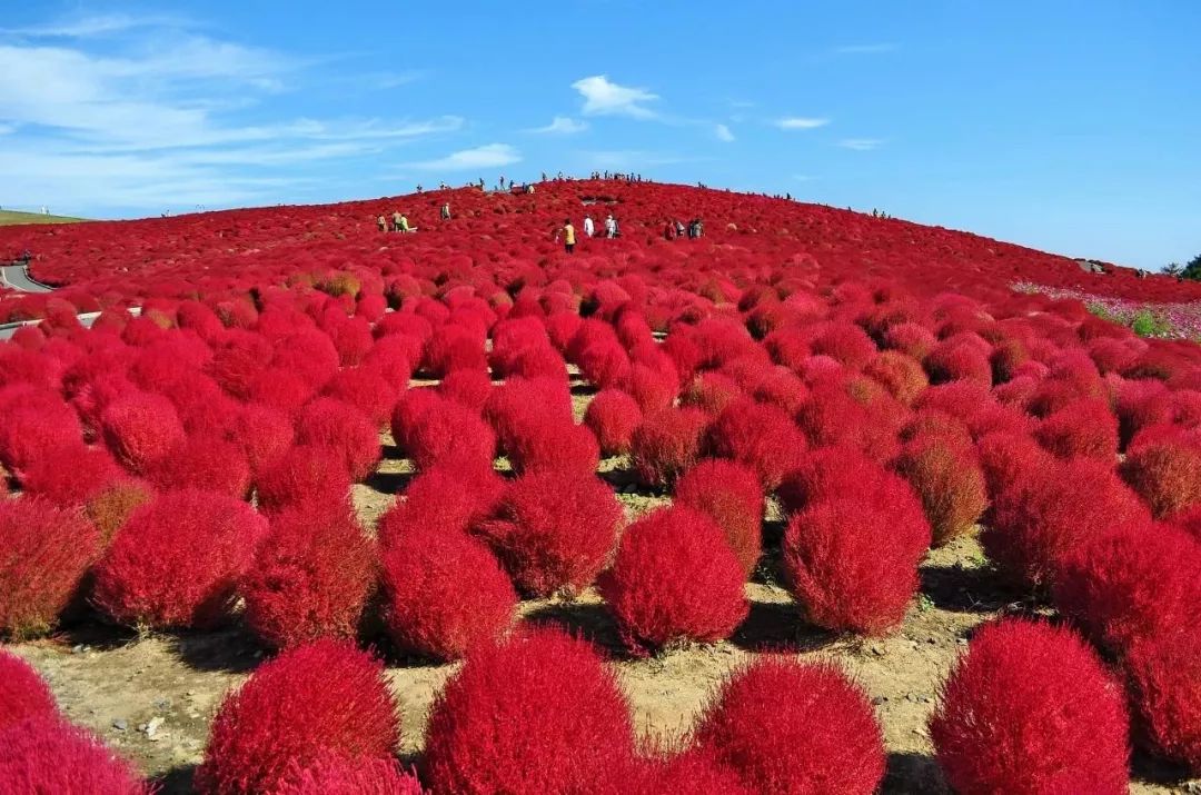 茨城縣 國營日立海濱公園