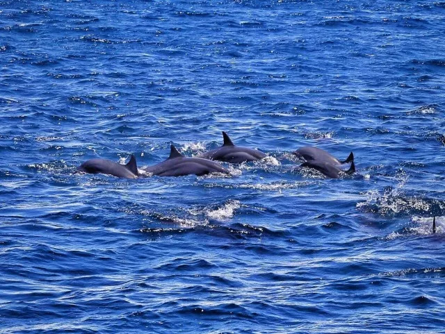 菲律賓海豚灣,滿足你對海島所有幻想