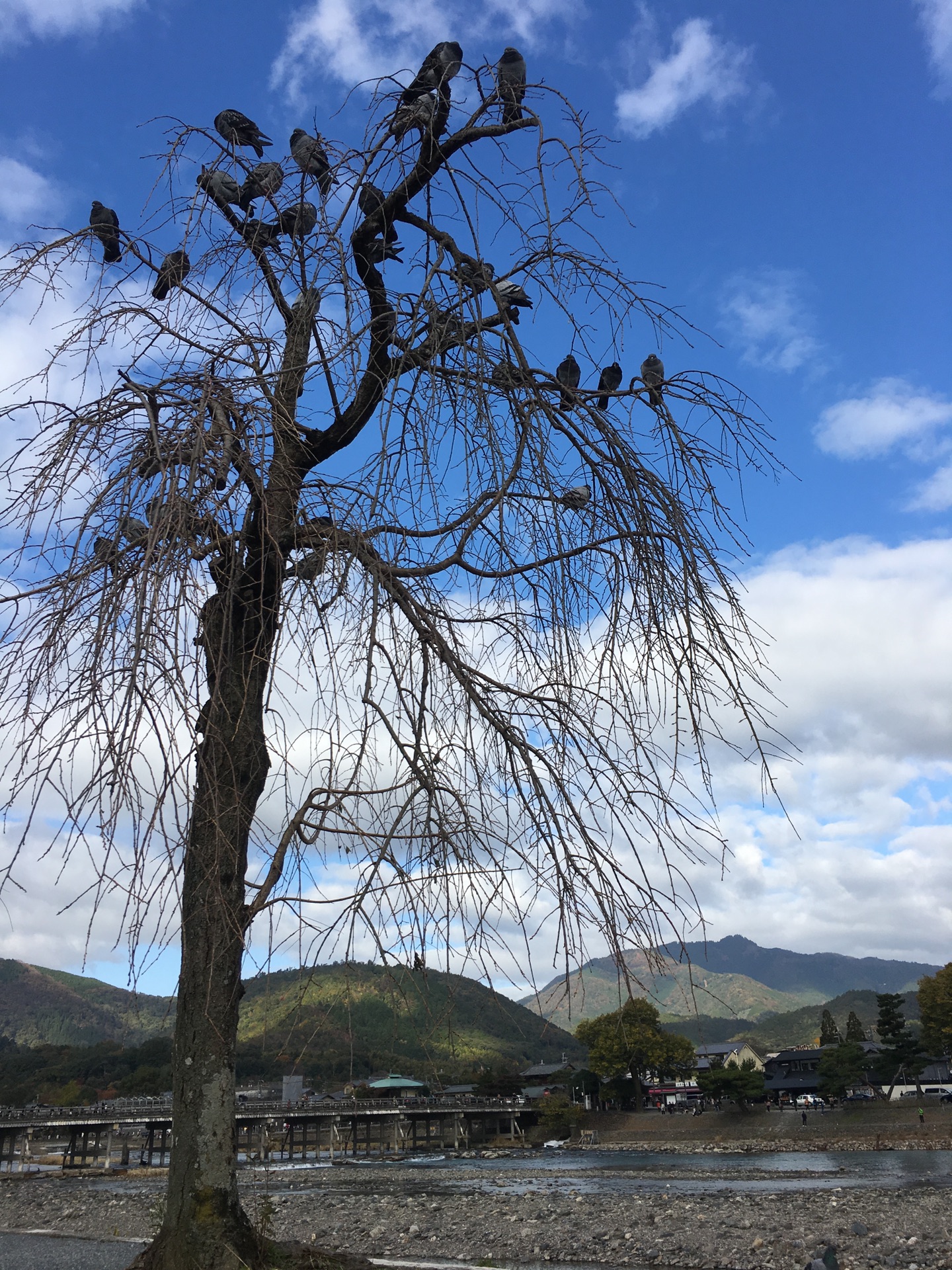 京都自助遊攻略