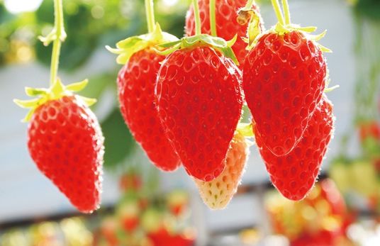 来福冈买什么土产?八女抹茶和甘王草莓不要错过