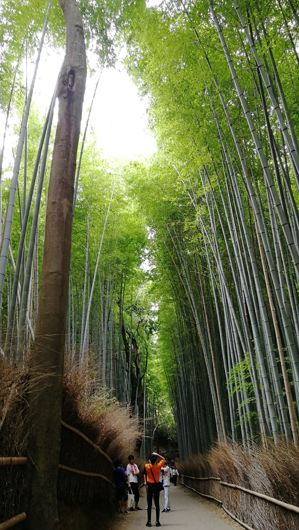 名古屋自助遊攻略