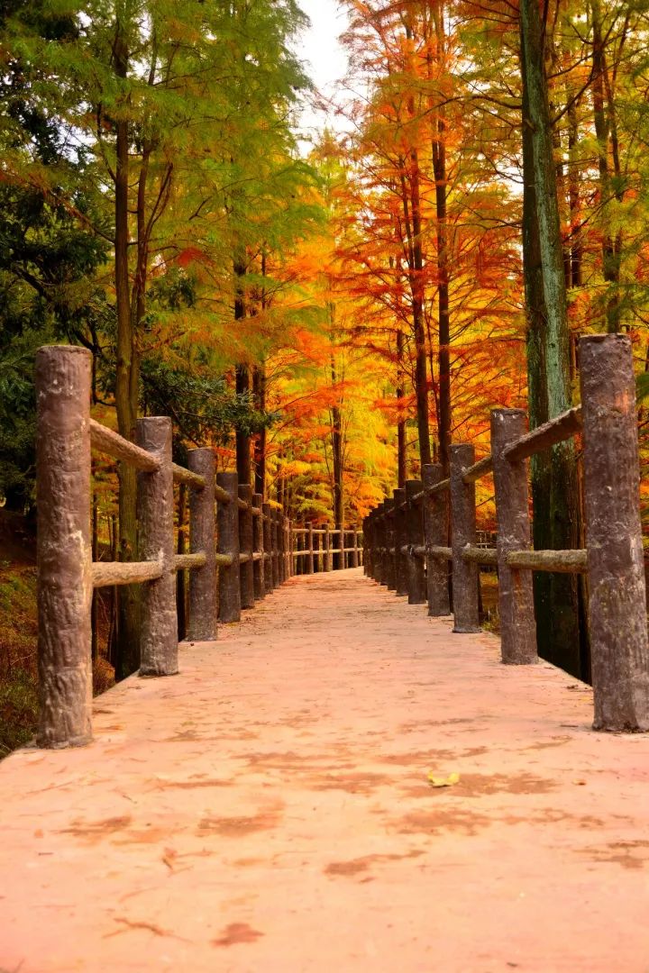 秋季浙江周边一日游推荐，带娃打卡网红赏秋地