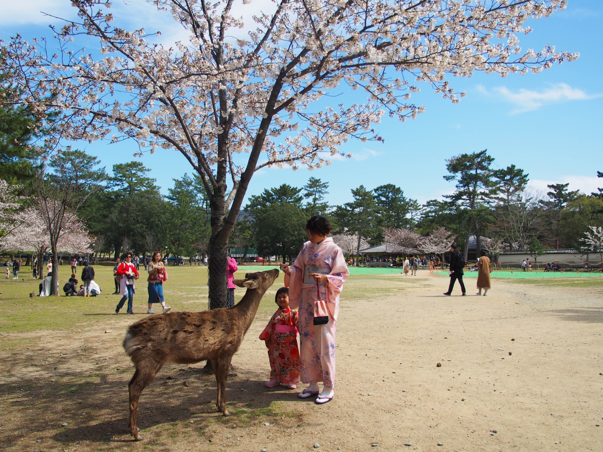 京都自助遊攻略