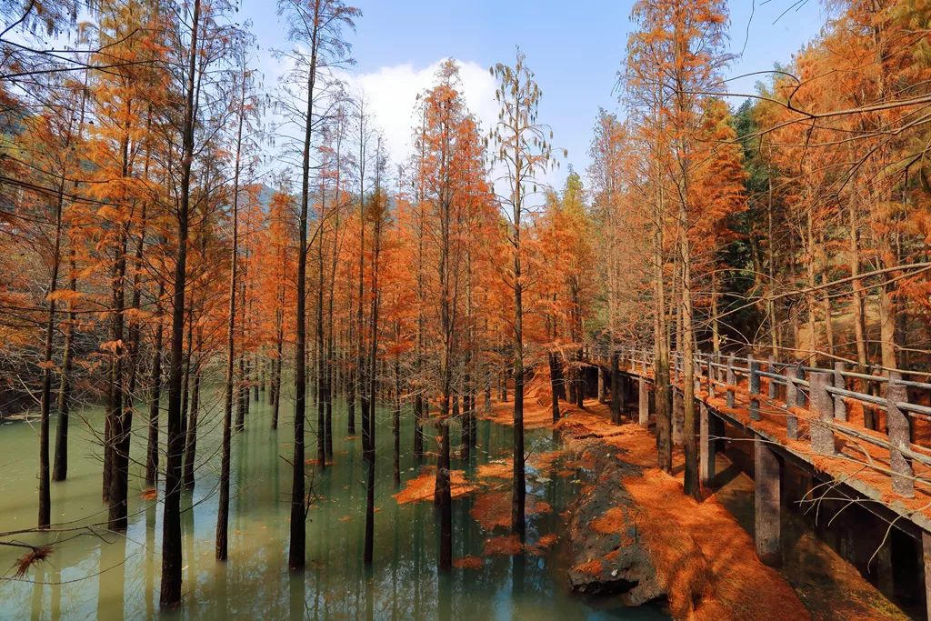 秋季浙江周边一日游推荐，带娃打卡网红赏秋地